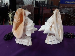 A pair of shell lamps