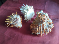Shell coral