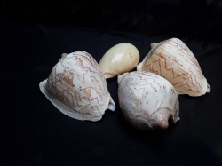 Job lot of Shell. Nori conch