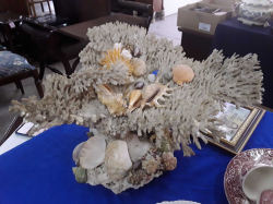 A Beautiful Corals & Shells