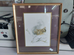 Squirrel Print with Frame
Ref.281