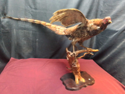 A Pheasant bird on a stand. W. L.87 H.50 Cm. Base 27 Cm. Wide.