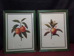 A Pair of Natural Nature Prints of Orange and Peach on Nicely Framed. W.31 H.42 Cm.