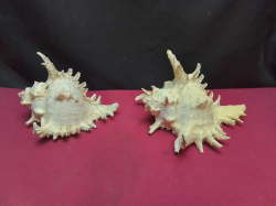 2 Spider Shells. Large W.19 H.15 Cm.