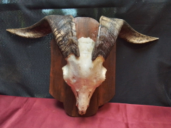 Himalayan Mountain Goat, Natural Skull and Horns, Mounted on Wooden Plaque. W.54 D.14 H.33 Cm.