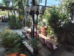 A Very Tall Old Pair of Garden 3 Branch Lights. W.65 H.240 Cm.