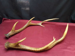 A Pair Wooden of deer horn Styles. L.50 Cm.