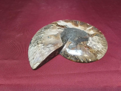 A Fossilized Pieck from Madagascar. 13x15 Cm.
