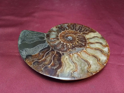 A Fossilized Pieck from Madagascar. 13x15 Cm.