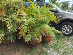 A Lovely Yellow Palm Tree H.160 Cm.with A large Pot