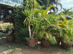 A Lovely Yellow Palm Tree H.200 Cm.with a Large Pot.