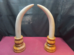 A Beautiful Pair of Heavy Solid Mable Tusks 48 Cm.19