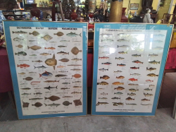 2 Large Pictures of Many Varieties of Fish. 79x108 Cm.