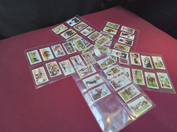 A Full set of English Cigarette 48 Cards approx 100 years old, depicting the Epson Daret. 