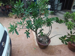 A Adenium tree with dragon pot.