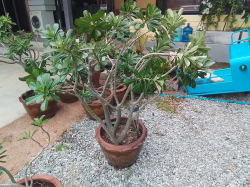 A Adenium tree with dragon pot.