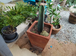 Clay terracotta pot and cactus.