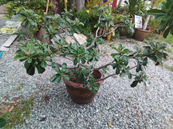A Adenium tree with dragon pot. 