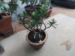 A Small Adenium tree with dragon pot.