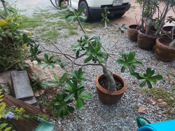 A Adenium tree with dragon pot