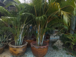 A Large pot with a mature palm tree