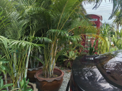 A Large pot with a mature palm Tree