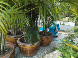 A Large pot with a mature palm tree
