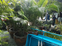 A Large pot with a mature palm tree