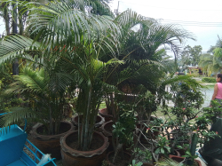 A Large pot with a mature palm tree