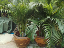 A Large pot with a mature palm tree