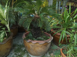 A Nice Large pot with a Sago palm