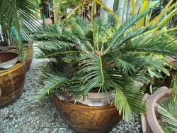 A Nice Large pot with a Sago palm 