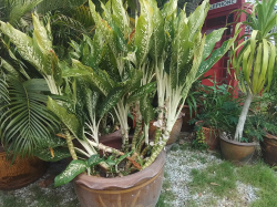 A Leopard Lily in large pot