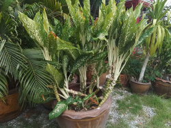 A Leopard Lily in large pot
