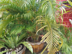 Lage pot with nice palms 