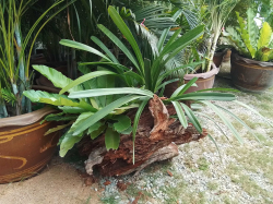 A Lovely garden feature wood with plants