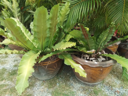 Lage pots with bird's nest ferns 