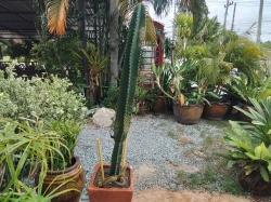 A lage cactus in a Terracotta pot 
