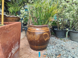 A Nice Glazed plant pot with plant