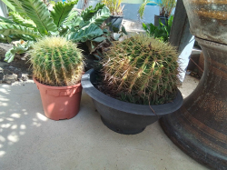 2potted round cactus 