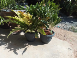 2 pots cochinese philodendron Golden Crocodile 