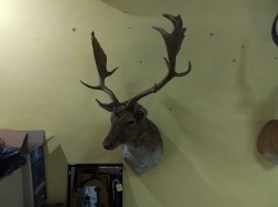 A Lovely pieck of taxidermy a male stags head complete with antlers brought bray and tay