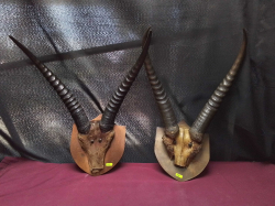 A Pair of lmpala horns
H46cm. W30cm.
