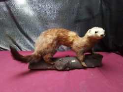 A Nice European pole cat taxidermy 
L45cm.  H20cm.