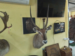 A very special head and shoulder of an impala in perfect condition 
W87cm.
H104cm.