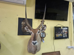 A very special head and shoulder of an impala in perfect condition 
W87cm.
H104cm.