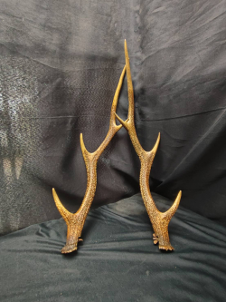 Pair of Large  Shed Deer  Collectible Decor Crafting 
L49cm. W4cm.