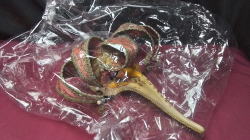 Pink joker bird mask