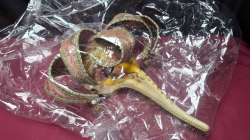Venetian Long nose joker Masquerade Mask 