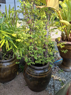 A Garden pots with plants